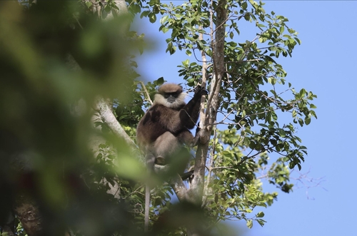 Purple-faced Langur