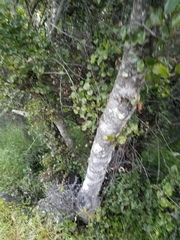 Prunus ilicifolia ilicifolia