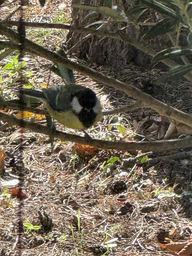 Great Tit