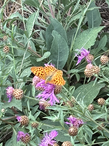 Queen of Spain Fritillary