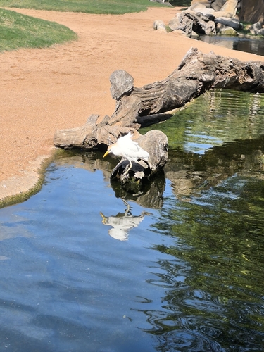 iNaturalist image