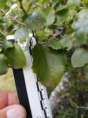 Prunus ilicifolia ilicifolia