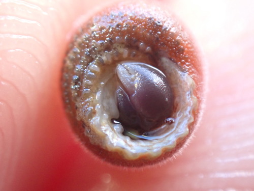 Pagurixus observed 2026-09-09