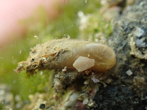 Gregariella barbata observed 2026-09-09