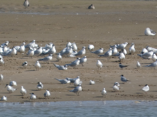 iNaturalist image