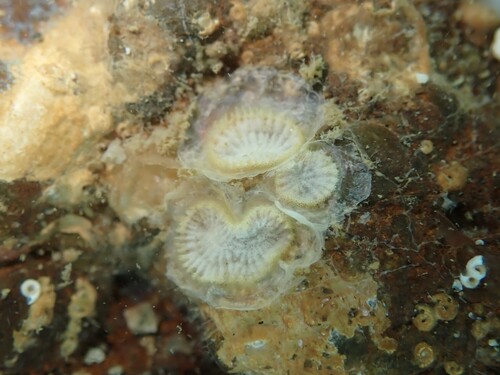 Disporella observed 2026-09-09