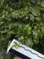 Prunus ilicifolia ilicifolia