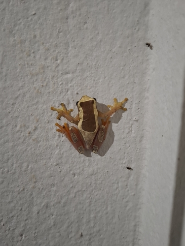 Elegant Forest Tree Frog