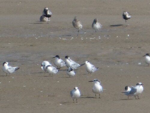 iNaturalist image