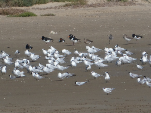 iNaturalist image
