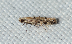 Coleotechnites australis