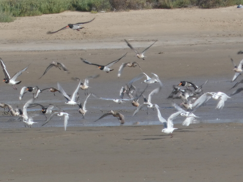 iNaturalist image