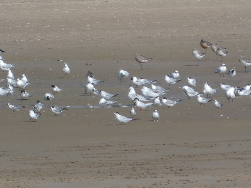 iNaturalist image