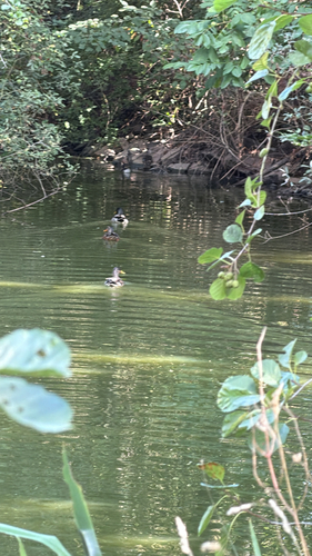 iNaturalist image
