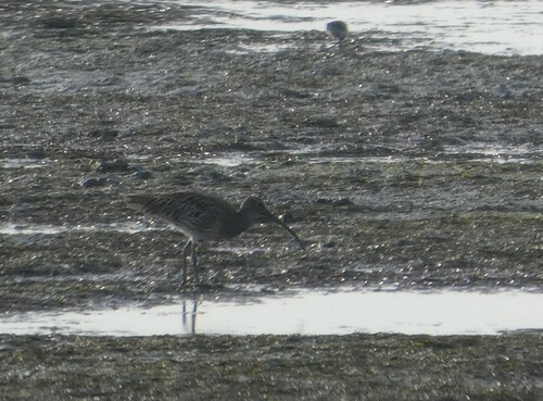 iNaturalist image