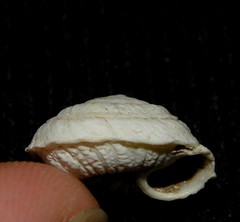 Discula tectiformis