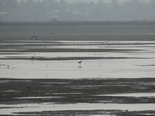iNaturalist: (c) b3ugaz, some rights reserved (CC BY-NC) iNaturalist image