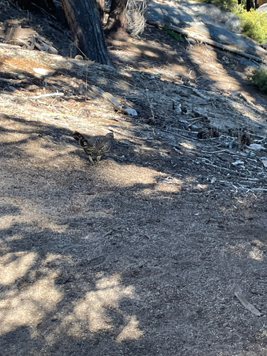 iNaturalist observation photo of Sooty Grouse
