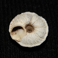 Discula tectiformis