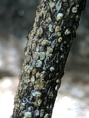Pseudaulacaspis prunicola
