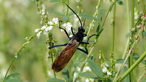 Pepsis caridei