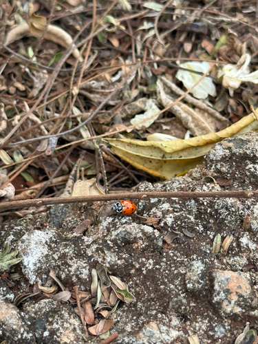 Convergent Lady Beetle