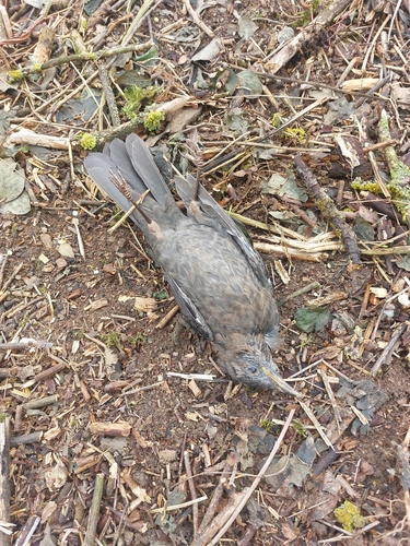 Eurasian Blackbird