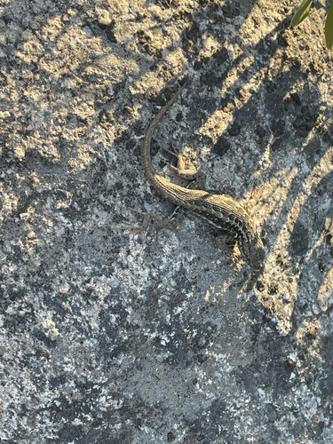 iNaturalist observation photo of Common Sagebrush Lizard