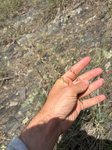 sideoats grama