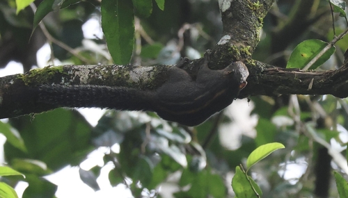 Layard's Palm Squirrel