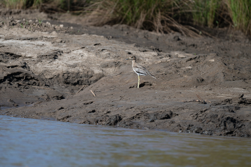 iNaturalist image