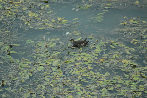iNaturalist image