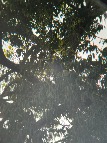 iNaturalist image