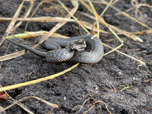 Smooth Snake
