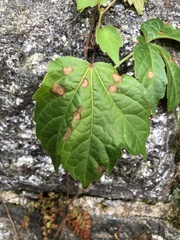 Phyllosticta quinquefoliae
