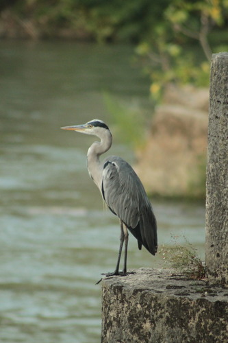 iNaturalist image
