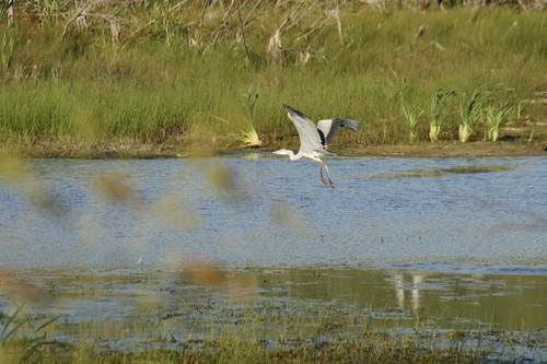 iNaturalist image