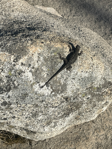 iNaturalist observation photo of Western Fence Lizard