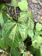 Phyllosticta quinquefoliae