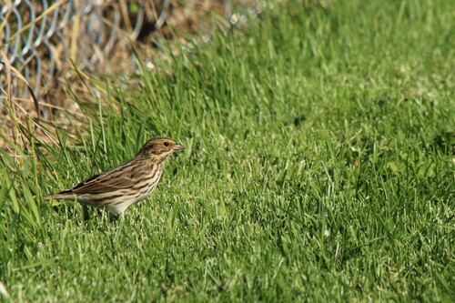 Savannah Sparrow