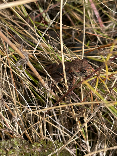 European Toad