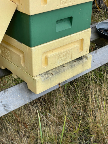 European Hornet