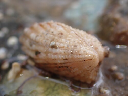 Powellina brookesi, 2026-09-10