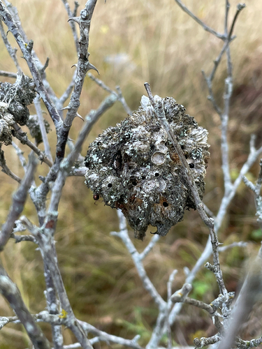 Mossy Rose Gall Wasp