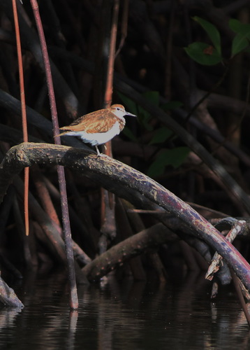 iNaturalist image