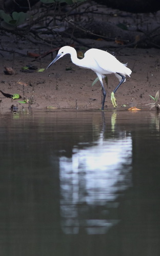 iNaturalist image