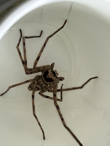 Pantropical Huntsman Spider
