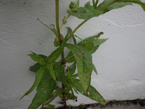 Guizotia abyssinica, photograph 4