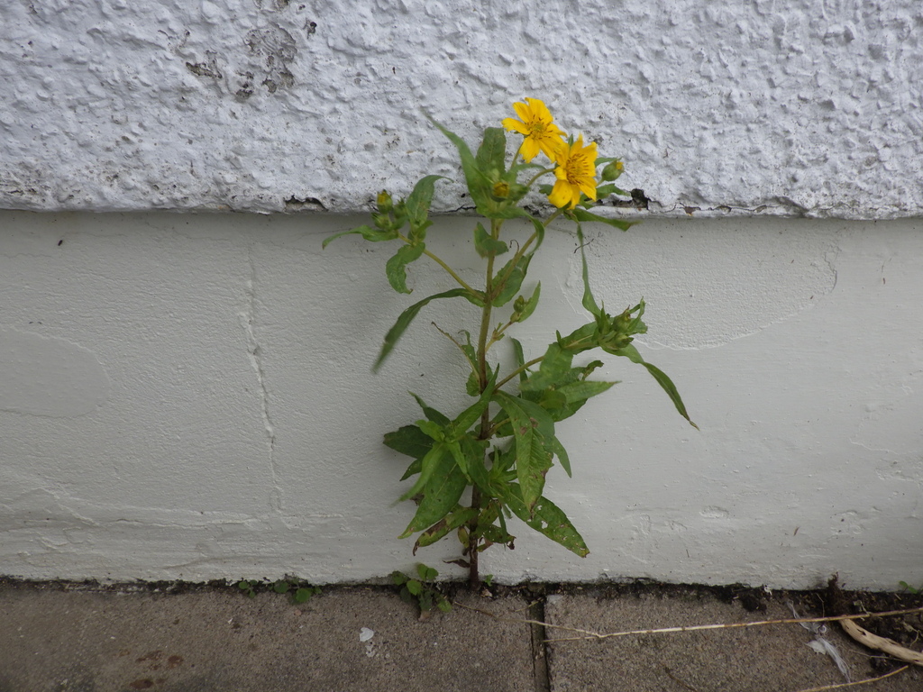 Guizotia abyssinica; photograph (c) Andrew Fielding, some rights reserved (CC BY)