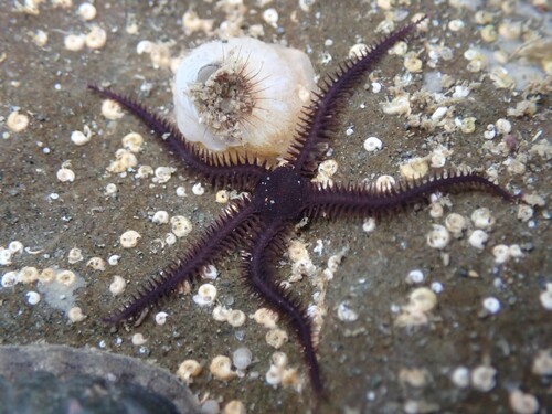 Ophiopteris antipodum observed 2026-09-10